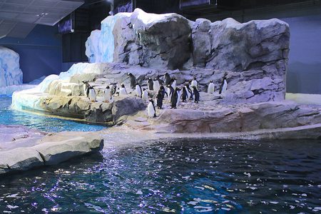 Detroit Zoo’s Penguins Stay Frosty Cold In World’s Largest Playground