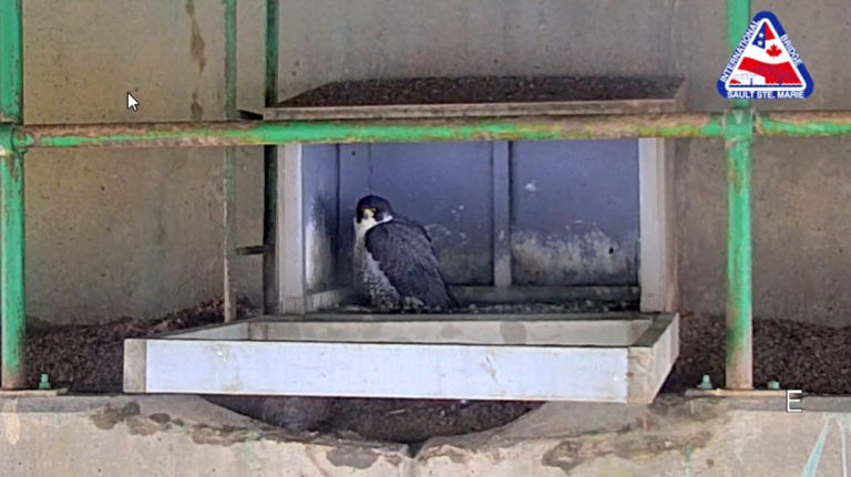Gather Around, Bird Fans: International Bridge Debuts Falcon Nest Cam