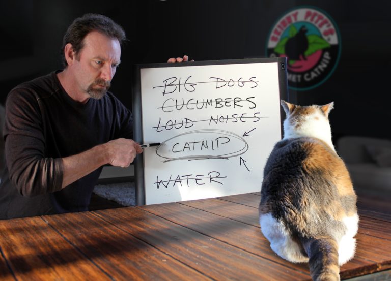 ‘Meow & Paw’ startup company launches the purrfect new product in time for International Cat Day