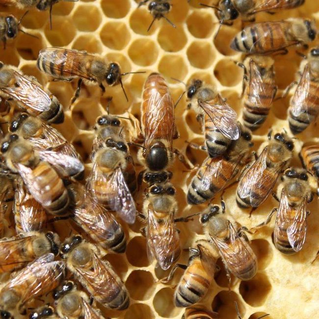 Crop health: Study puts buzz on what to feed declining bee population