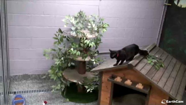 EarthCam launches live webcam views of cat adoption center in Michigan