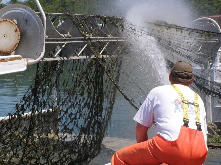 Invasive mussels, other factors slam commercial fishery