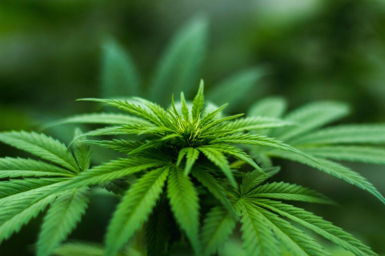 Taking another look at environmental impact of marijuana growing may offer insights