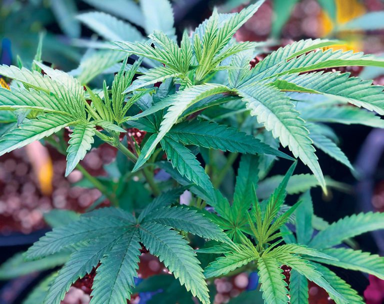 Navigating pot laws makes marijuana cash grab tricky
