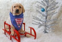 A New Beginning: 65 Future Guide Dogs Waiting for Families to Raise Them